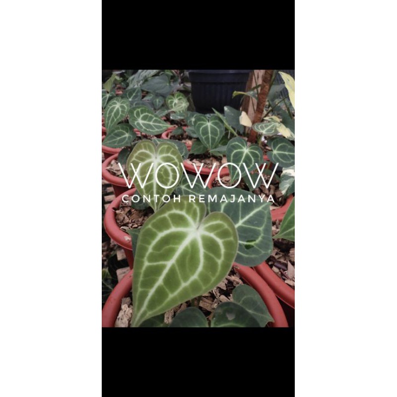 anakan bibit kuping gajah tarantula anthurium clarinervium