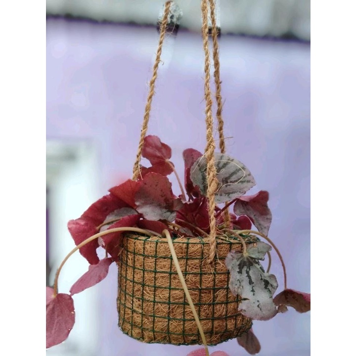 POT SABUT KELAPA GANTUNG / POT ANGGREK / POT GANTUNG