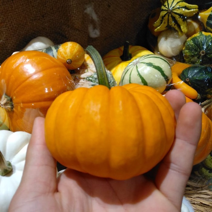 

labu halloween pumpkin midi orange pcs