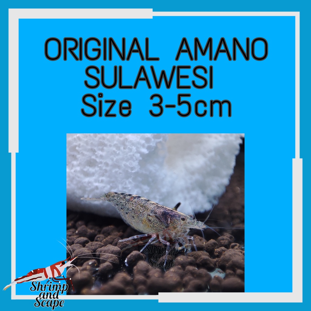 Amano Sulawesi Shrimp / Udang Hias Amano Original Sulawesi Pemakan Hair Algae Size 3-5 cm