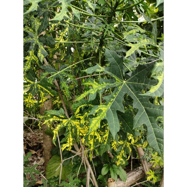 Singkong Jepang Varigata Pepaya jepang Varigata sun flame rare item nature varigata