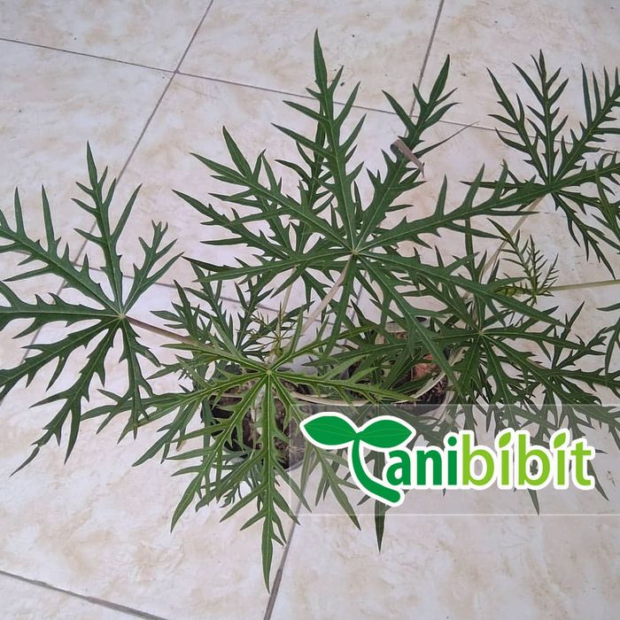 bibit tanaman yodium/tanaman betadine/Jarofa Multifidia