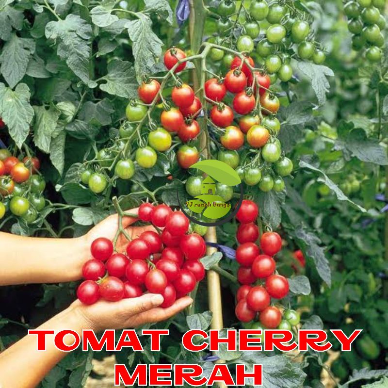 Benih Tomat Cherry Merah Manis Cherry Tropical Ruby Cherry Rampai Cherry Kuning