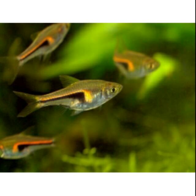 Ikan Hias RASBORA HENGELI Aquarium Aquascape