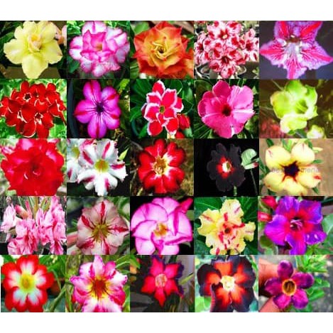 3 BIJI MIX / SET Adenium obesum Mix