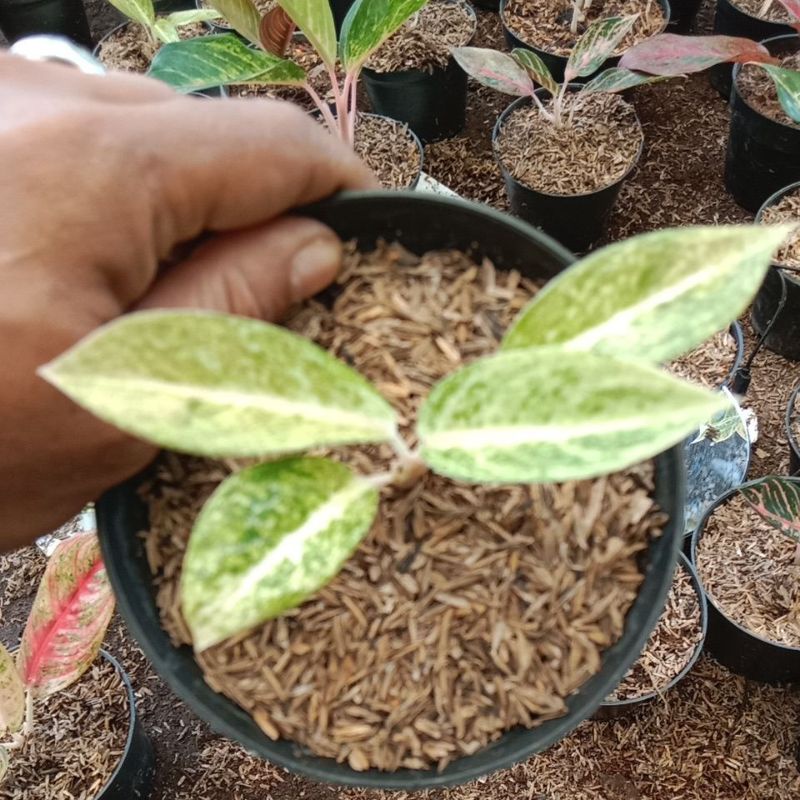 tanaman aglaonema legacy mutiara