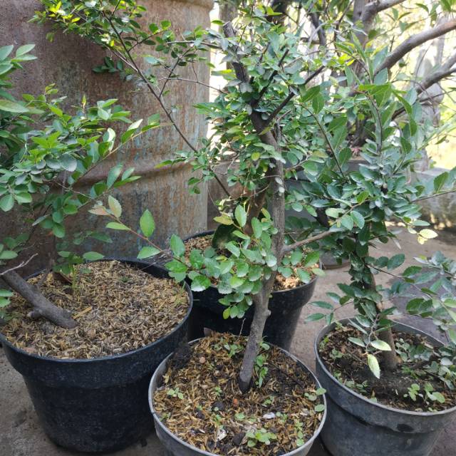 Bahan Bonsai Ulmus Impor Random