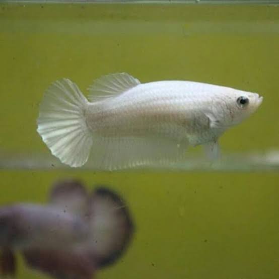 Cupang Female/Betina White Platinum