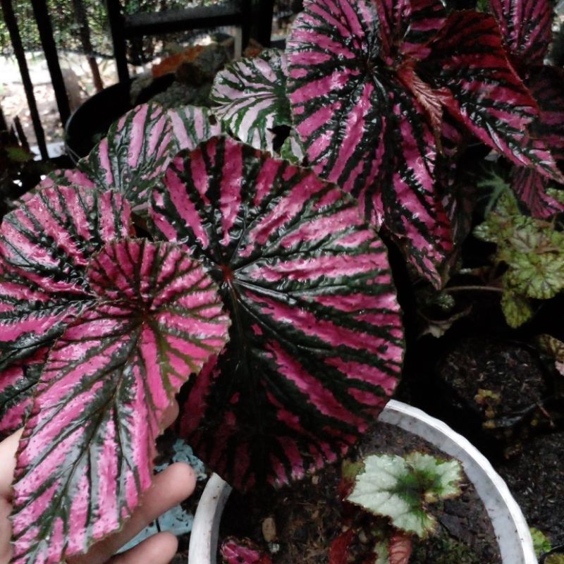 begonia rex walet(fanta)