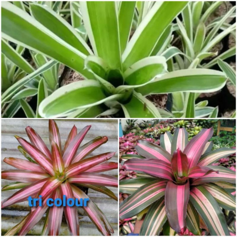 paket 3 bromelia murah - tanaman hias cakwe - tri colour - hijau jagung