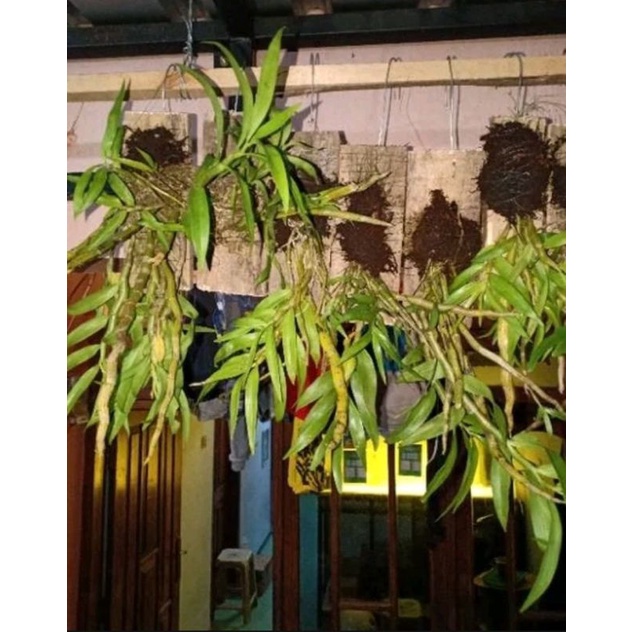 papan kayu gantung media tanam anggrek