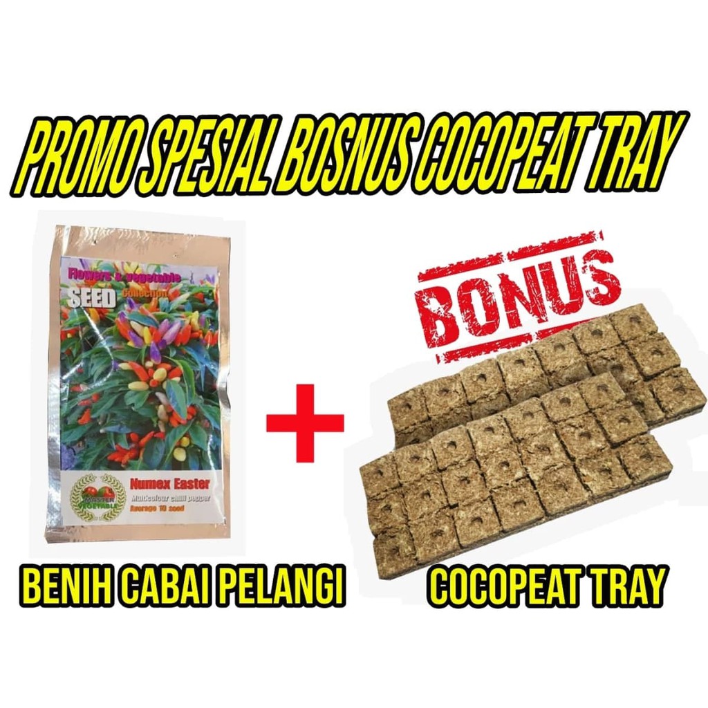 BENIH CABE PELANGI