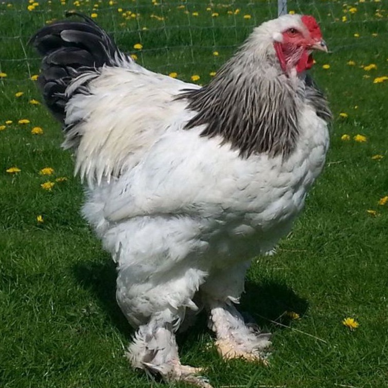 

telur ayam brahma untuk ditetaskan