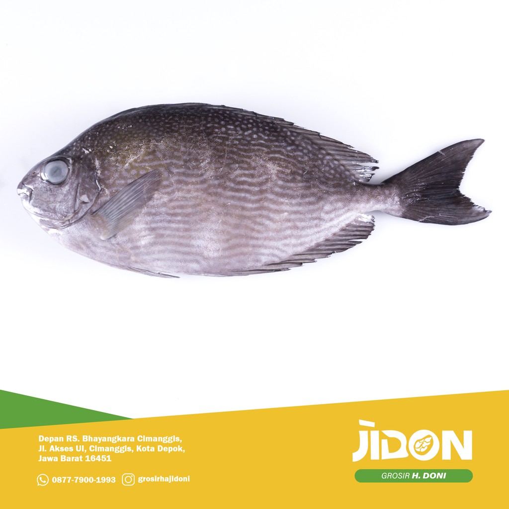 

JUAL IKAN LAUT/IKAN SEGAR/IKAN BARONANG 500gr - 1kg