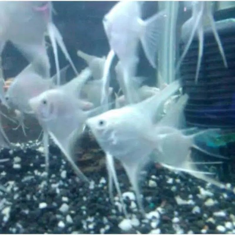 Ikan manfish platinum