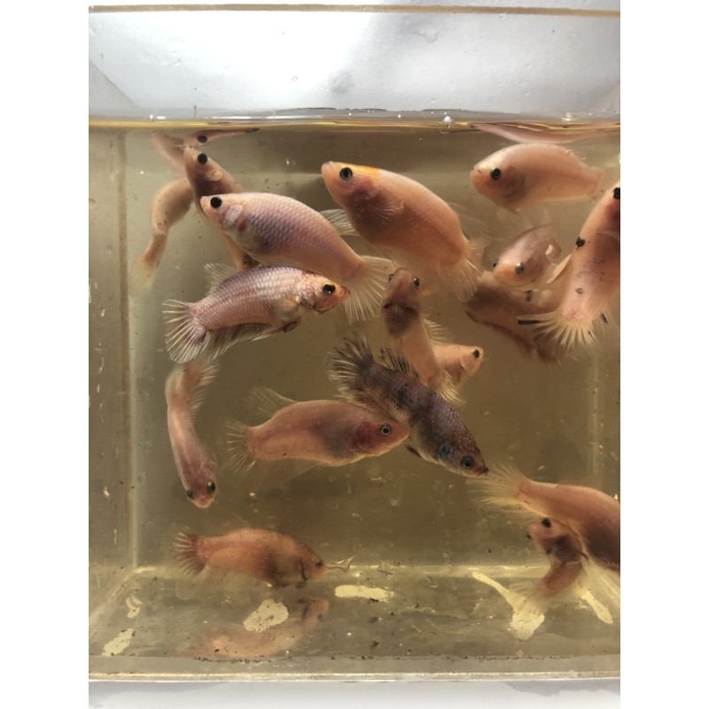 sepasang ikan cupang koi multicolor