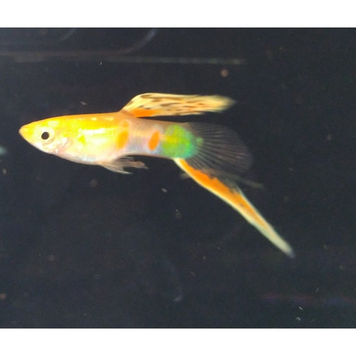 Guppy Ekor Pedang Vienna Bottom Sword