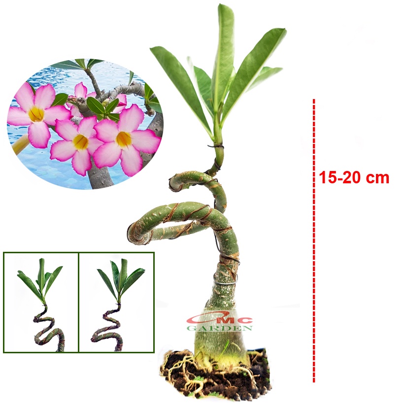 Tanaman Hias Bonsai Mame Adenium Arabicum Obesum Kamboja Jepang B-KJ-005TP