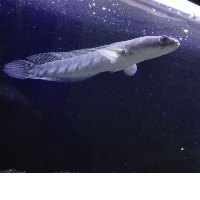 GoSale 11.11 ikan chana yelow sentarum / ys mata merah size 16-18 cm KD112