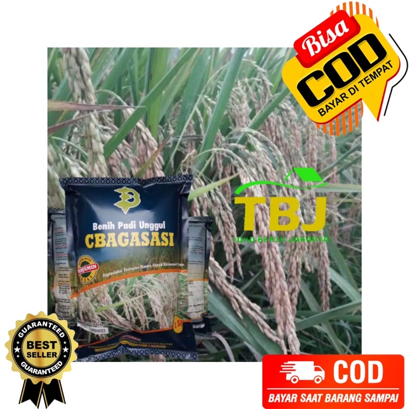 Benih Bibit Padi CBAGASASI lokal Premium