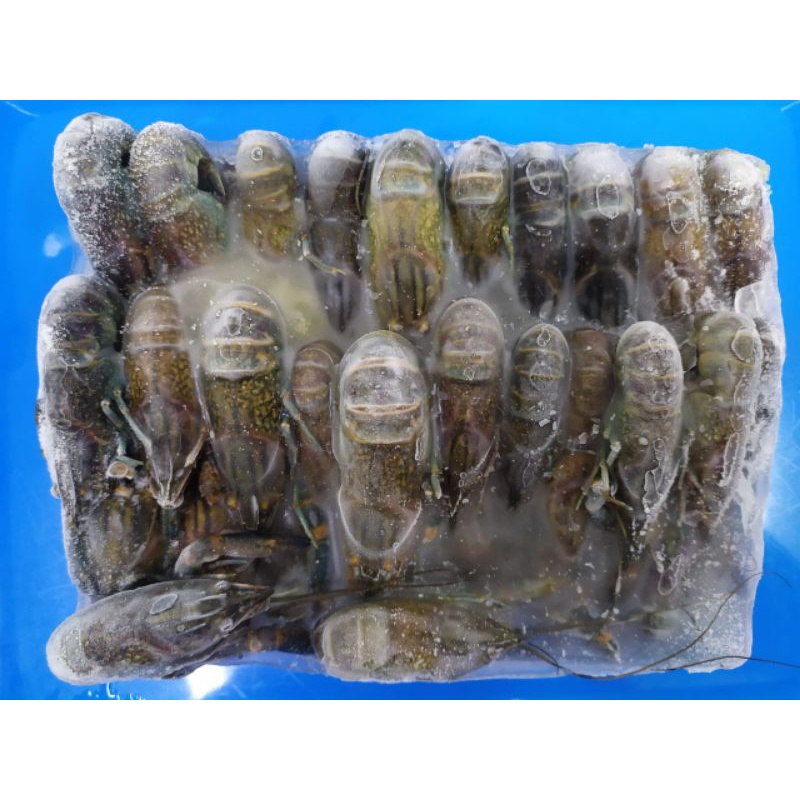 

Udang Lobster Sedang Isi 25-35 ekor
