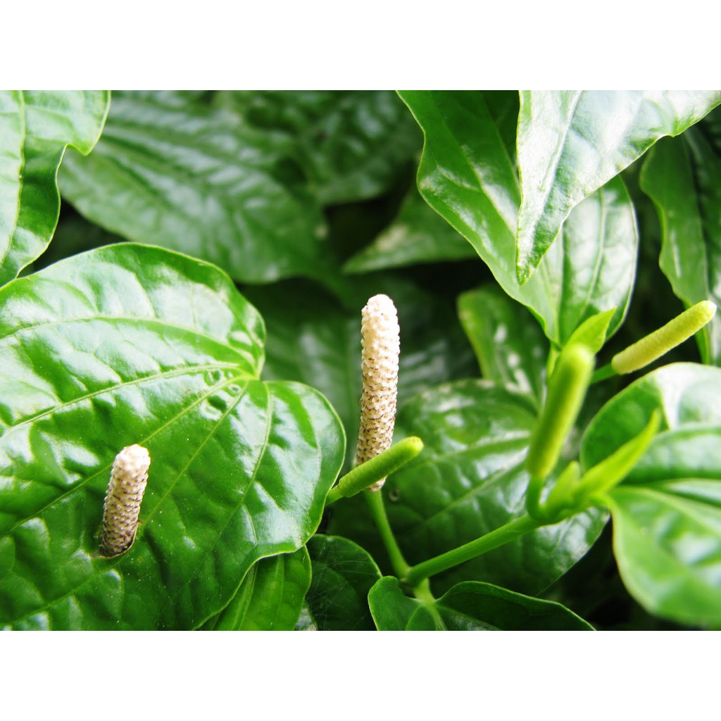 

Daun Sirih Tanah