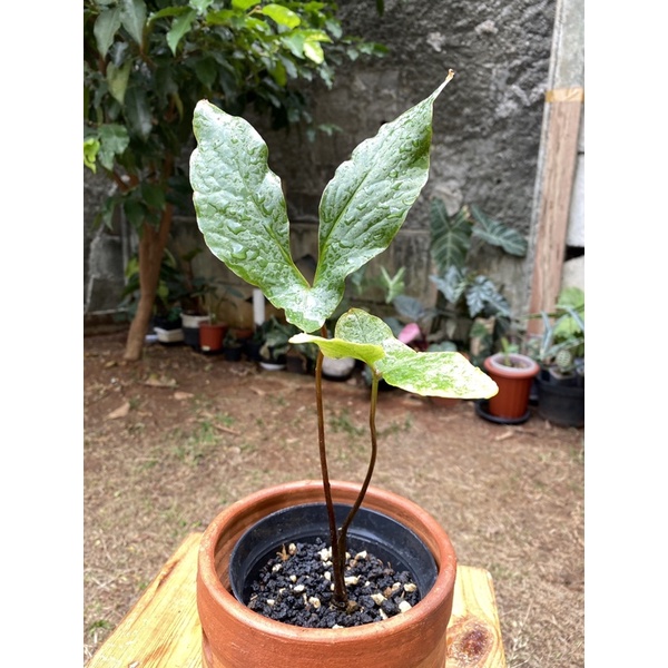 Cyrtosperma hambalii real pict kode 02