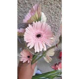 Image of thu nhỏ Garbera Fresh Flower Bunga Potong Segar Tangerang Florist Supplier #7