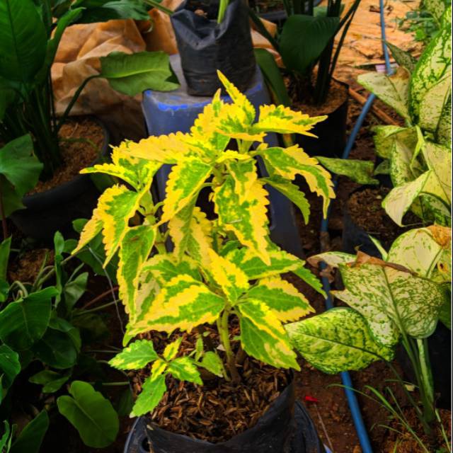 tanaman coleus yellow green - miana