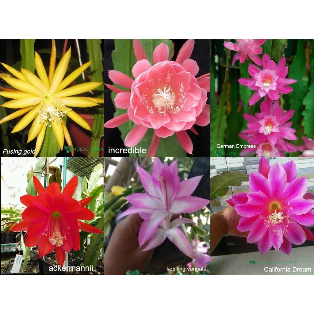 tanaman hias wijaya kusuma - bibit dewasa - Bibit bunga besar Epiphyllum (berakar)