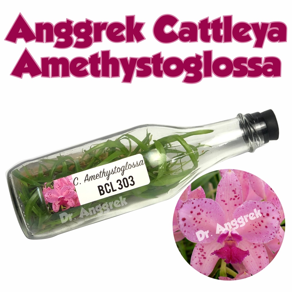 Bibit Anggrek Cattleya Botolan Anggrek Cattleya Dalam Botol Seedling Bibit Anggrek - Cattleya Amethysoglossa