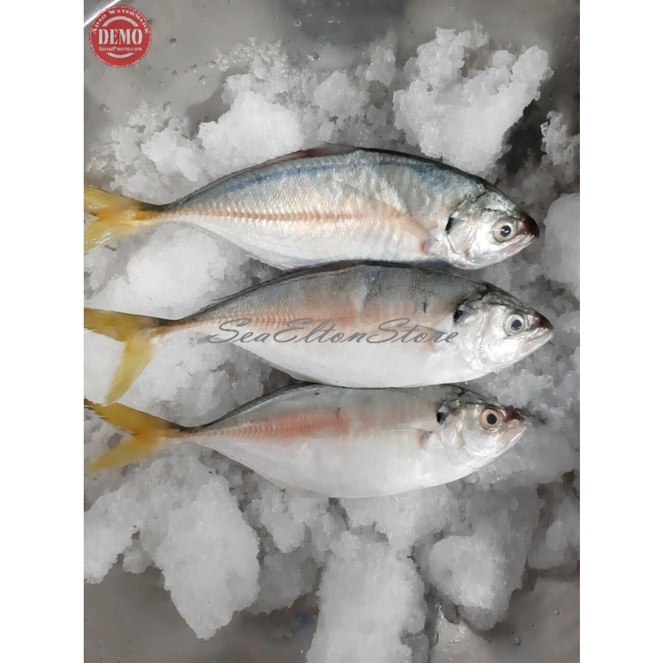 

Ikan Selar Segar 1Kg