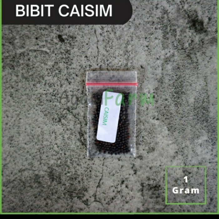 Bibit Caisim
