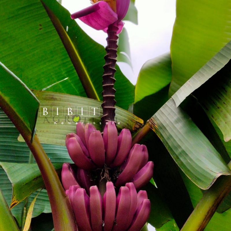 Bibit Pisang Songgolangit/Tongka Langit/Pisang Ungu Unik Langka