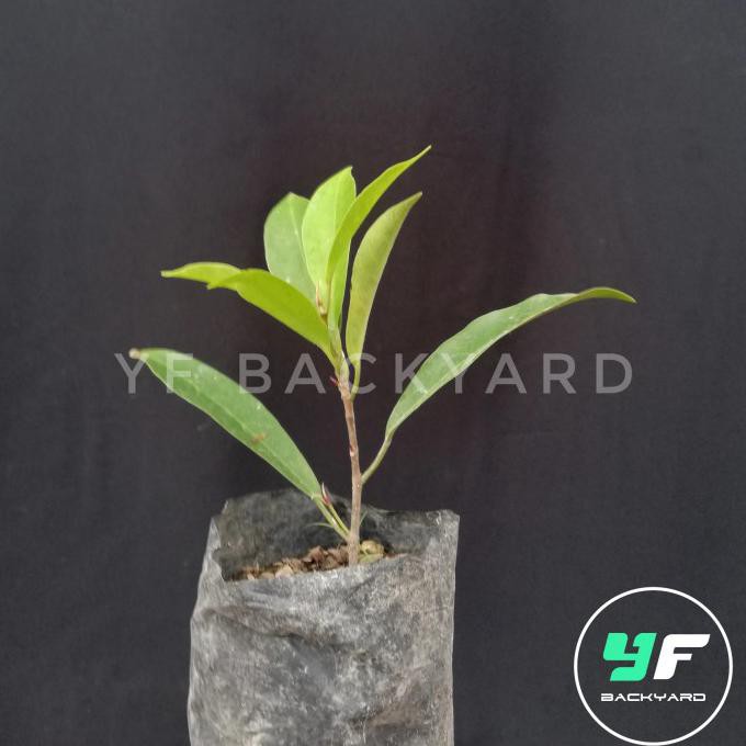 Ficus California Bibit Bonsai Beringin Kalifornia