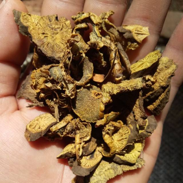 

Kikoneng kering / akar kuning