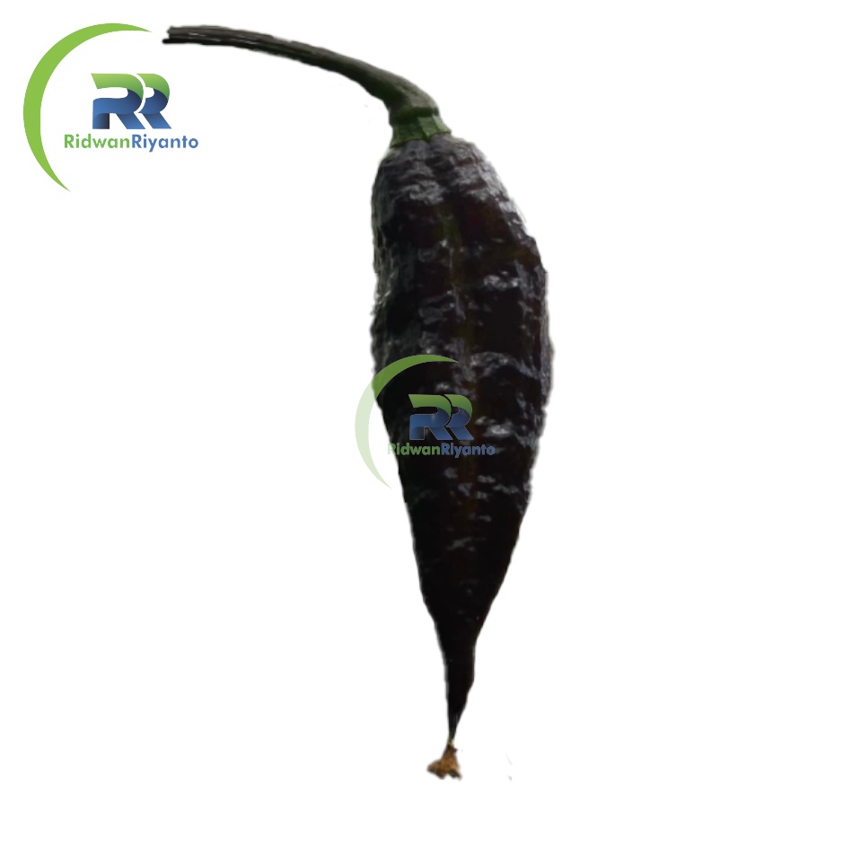 BUAH Cabe BHUT JOLOKIA BLACK adalah Cabai Terpedas di Dunia TAHUN 2006 the Guinness World Records