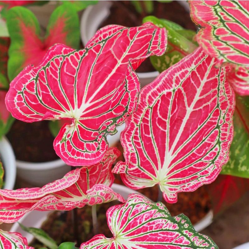 Tanaman Hias Keladi Thai beauty anakan / Caladium Thai beauty anakan murah keladi hias wayang anakan