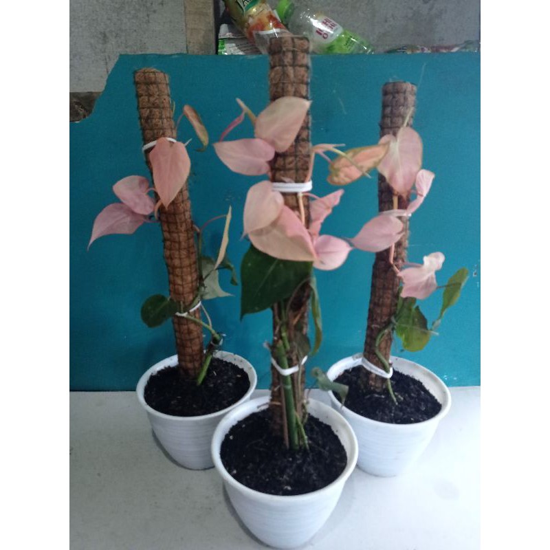 Tanaman hias philodendron pink langka