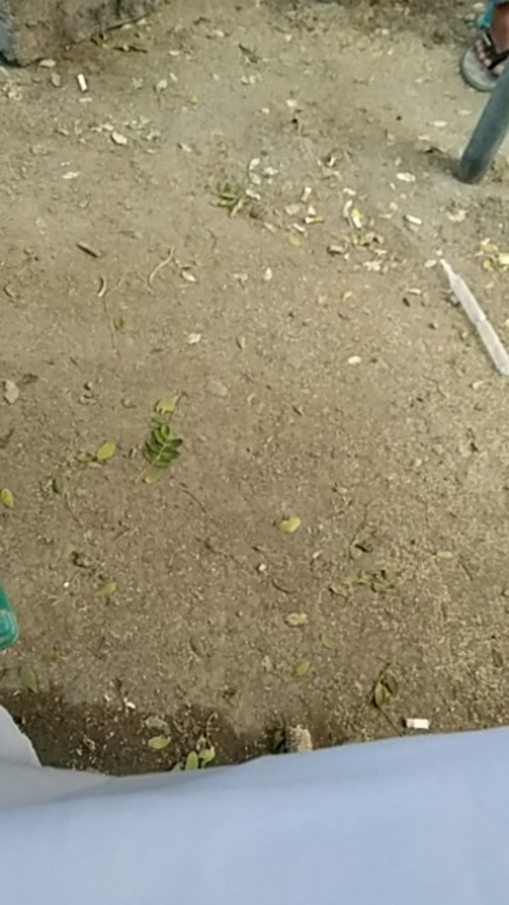 Batik Pria Size M L Xl Xxl  Bswart Batik Hrb026 Kenongo Hem Panjang Padi