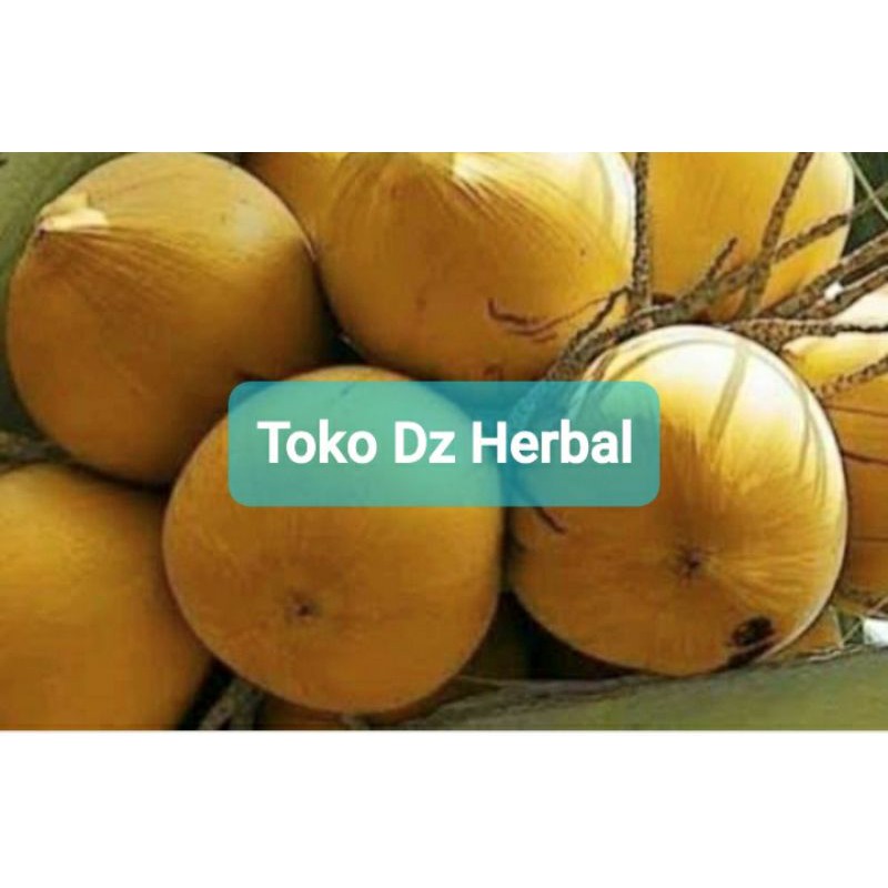 

Buah kelapa gading asli segar / kelapa kuning
