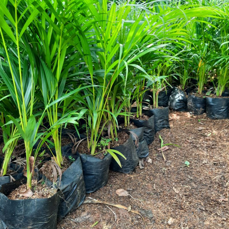 tanaman palem kuning / palm kuning tinggi 1 meter