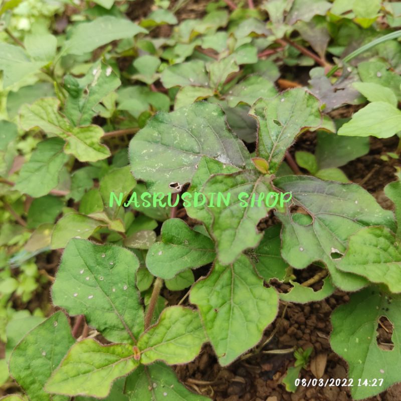 

DAUN BAYAM PASIR SEGAR | RUMPUT JARANG-JARANG | RANGGITAN | RAI-RAI FOTOHEKA