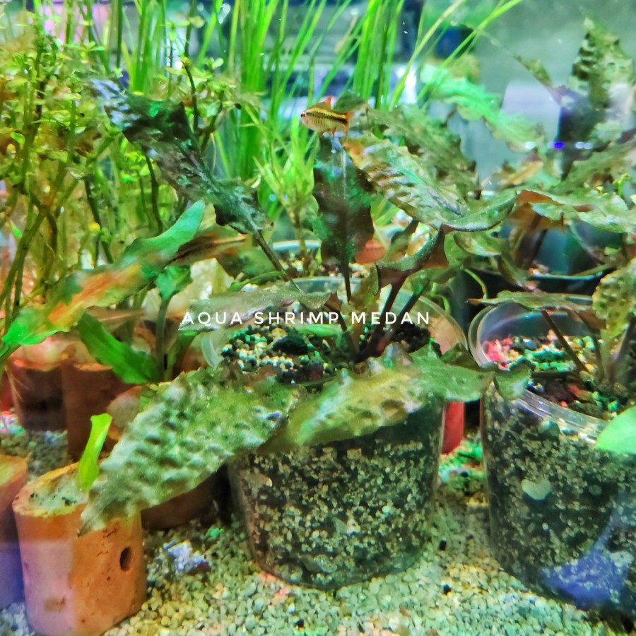 Cryptocoryne Florida sunset tanaman aquascape