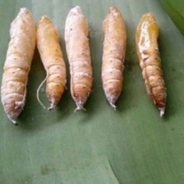 Kepompong Pisang Umpan Bawal dan lele