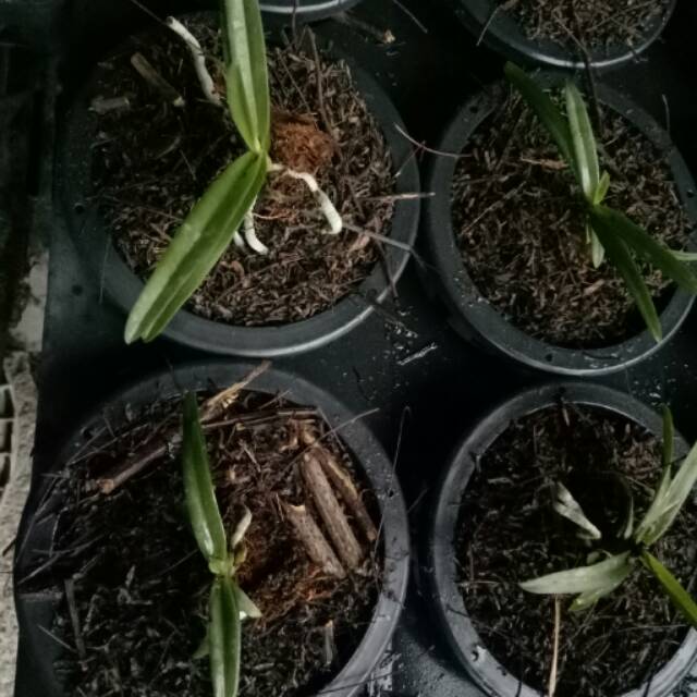 Seedling anggrek vanda
