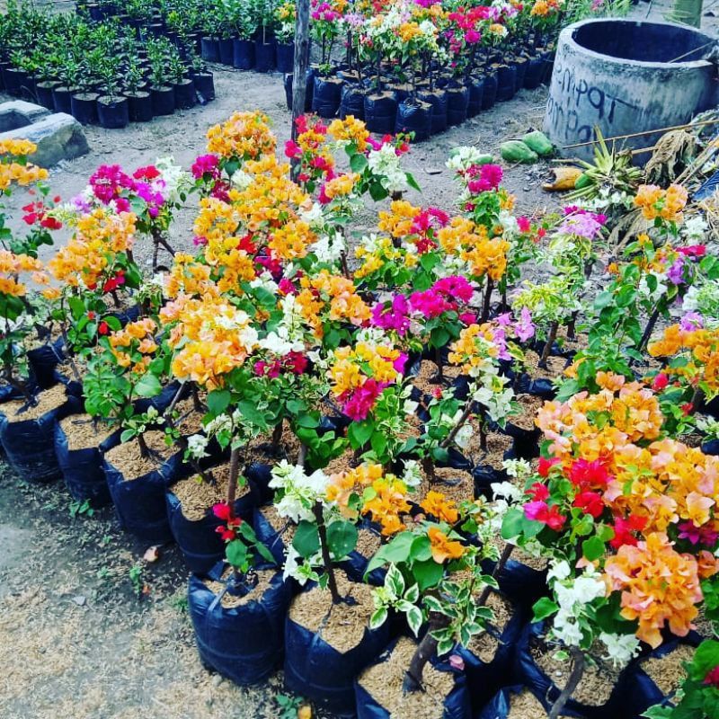 Bougenville 4 warna tanaman hias termurah bunga kertas