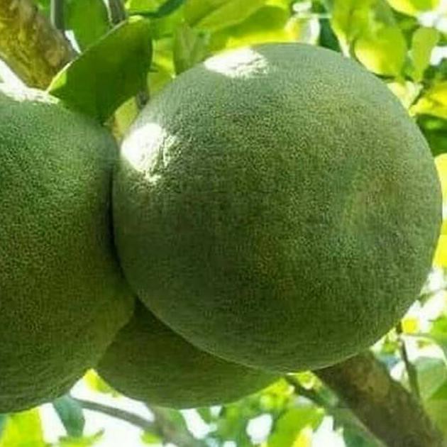 Bibit Jeruk Bali Manis Jumbo Pohon Jeruk Bali Creat!V