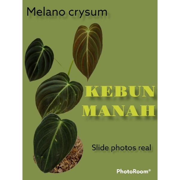 philodendron melano crysum 2 helai daun