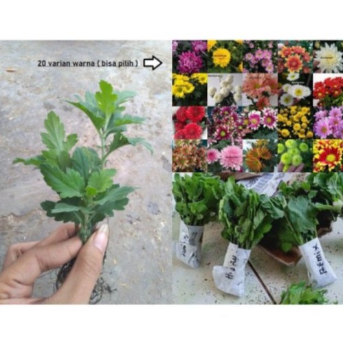 10 Bibit Tanaman Bunga Krisan / Aster / Spray / PomPom / Seruni